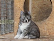 Huskimo For Sale