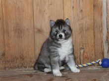 Huskimo For Sale