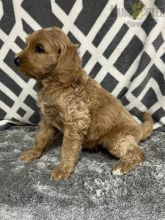 Labradoodle For Sale