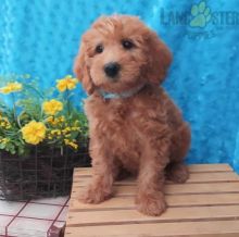 Labradoodle For Sale