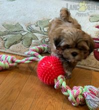 Lhasa Apso For Sale