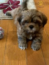 Lhasa Apso For Sale
