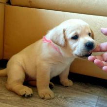 Lovable labrador puppies for free adoption