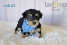 Morkie For Sale