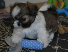 Marvelous male and female Lhasa Apso Puppies. Email manuellajustin986@gmail.com