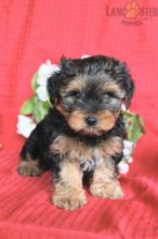 Morkie For Sale