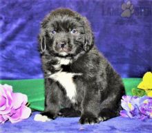 Newfoundland Puppies For Sale