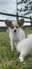 Papillon For Sale