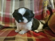 Pekingese For Sale