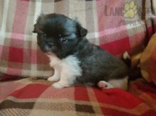 Pekingese For Sale