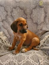 Rhodesian Ridgeback For Sale