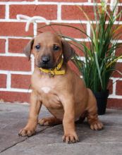 Rhodesian Ridgeback For Sale