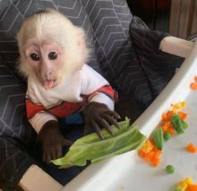 Wonderful Lovely Capuchin monkeys for adoption