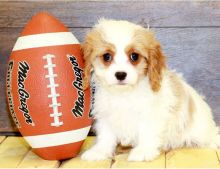 Adorable 12 weeks old Cavapoo puppies. Image eClassifieds4u