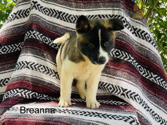 Akita For Sale Image eClassifieds4u