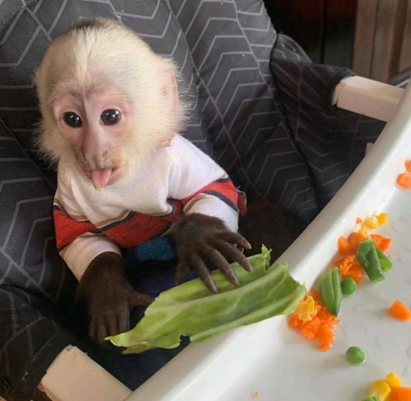 Beautiful Capuchin Monkeys Available Image eClassifieds4u