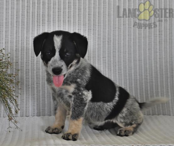 Blue Heeler For Sale Image eClassifieds4u