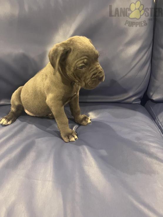 Cane Corso (Italian Mastiff) For Sale Image eClassifieds4u
