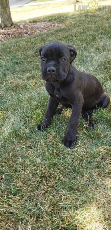 Cane Corso (Italian Mastiff) For Sale Image eClassifieds4u