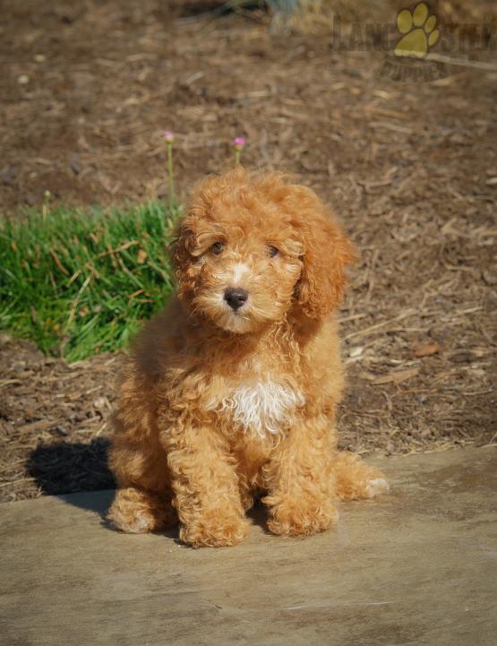 Co.ckapoo For Sale Image eClassifieds4u