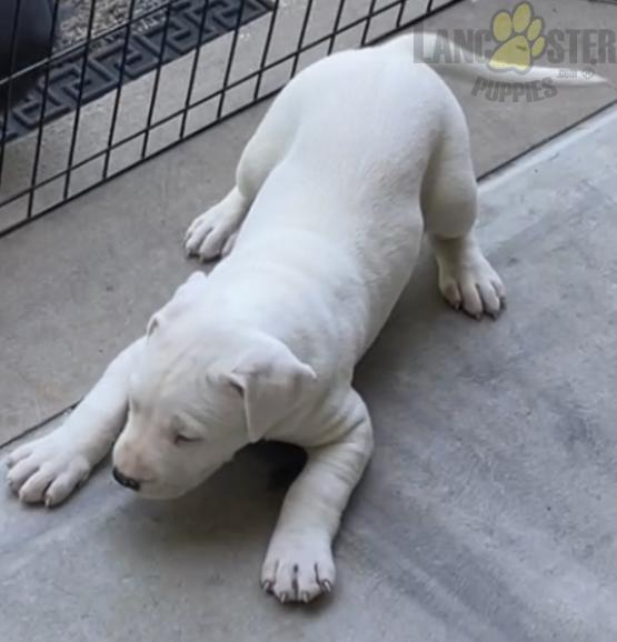 Dogo Argentino (Argentino Mastiff) For Sale Image eClassifieds4u