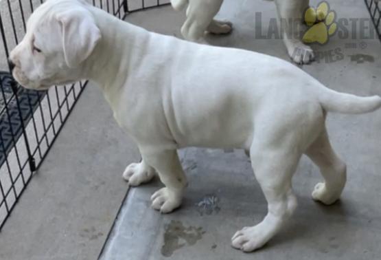 Dogo Argentino (Argentino Mastiff) For Sale Image eClassifieds4u