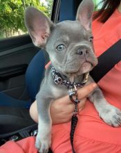 Frenchi bulldog puppies for adoption Email address (manuellajustin986@gmail.com) Image eClassifieds4u