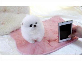 Gorgeous Teacup Pomeranian Puppies for sale Image eClassifieds4u