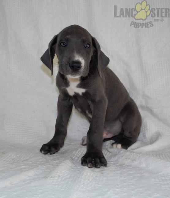 Great Dane For Sale Image eClassifieds4u