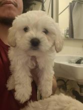 Beautiful and playful Teacup Maltese puppies.Email (manuellajustin986@gmail.com ) Image eClassifieds4u 1