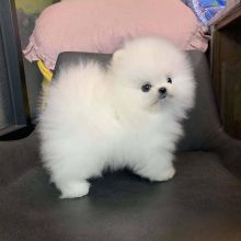 Pomeranian puppies for adoption(manuellajustin986@gmail.com) Image eClassifieds4U