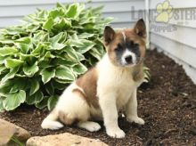Akita For Sale Image eClassifieds4U