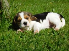 cute beagle puppies for free adoption Image eClassifieds4u 2