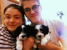 HAVANESE PUPPIES FOR ADOPTOIN Image eClassifieds4U