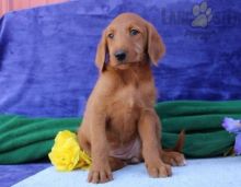 Labradoodle For Sale Image eClassifieds4U