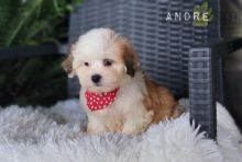 Malshi For Sale Image eClassifieds4U