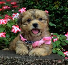 Shorkie For Sale Image eClassifieds4U