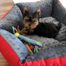 Yorkie puppies for adoption(manuellajustin986@gmail.com) Image eClassifieds4u 2