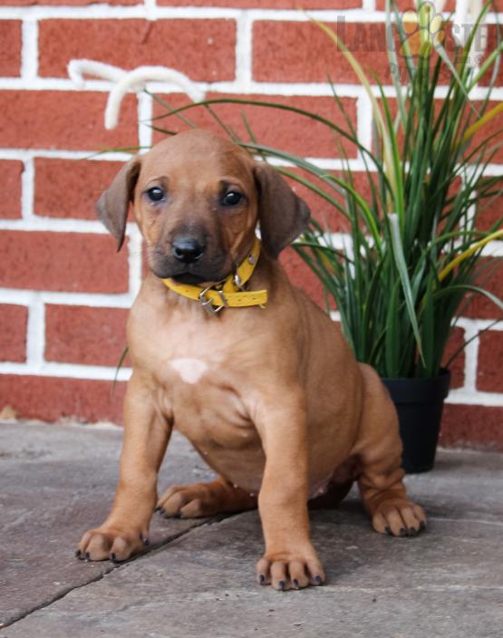 Rhodesian Ridgeback For Sale Image eClassifieds4u