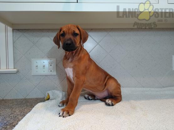 Rhodesian Ridgeback For Sale Image eClassifieds4u