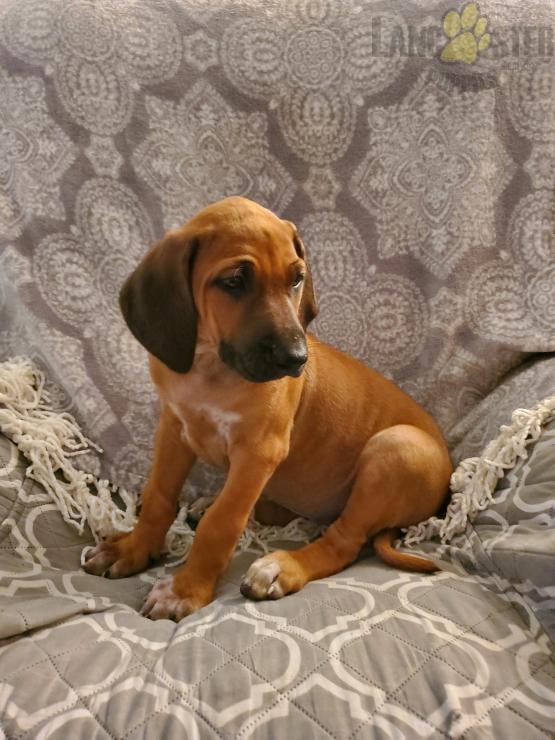 Rhodesian Ridgeback For Sale Image eClassifieds4u