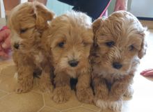 HOMES RAISED AMAZING MINI MALTIPOO PUPPIES FOR REHOMING Image eClassifieds4u