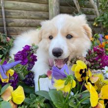 Amazing little Maltipoo puppies puppies available for rehoming.