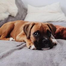 Boxer puppies for rehoming (manuellajustin986@gmail.com)