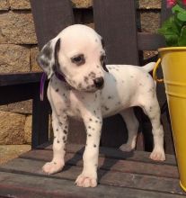 C.K.C MALE AND FEMALE DALMATIAN PUPPIES AVAILABLE