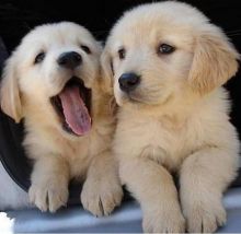 C.K.C MALE AND FEMALE GOLDEN RETRIEVERS PUPPIES AVAILABLE