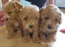 HOMES RAISED AMAZING MINI MALTIPOO PUPPIES FOR REHOMING