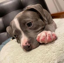 REGISTERED ADORABLE male and female Pitbull puppies for adoption