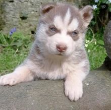 Adorable POMSKY puppies for adoption. (manuellajustin986@gmail.com)