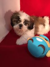 Adorable shih-tzu puppies available for adoption. (manuellajustin986@gmail.com)